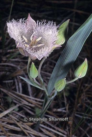 calochortus coeruleus 4 graphic